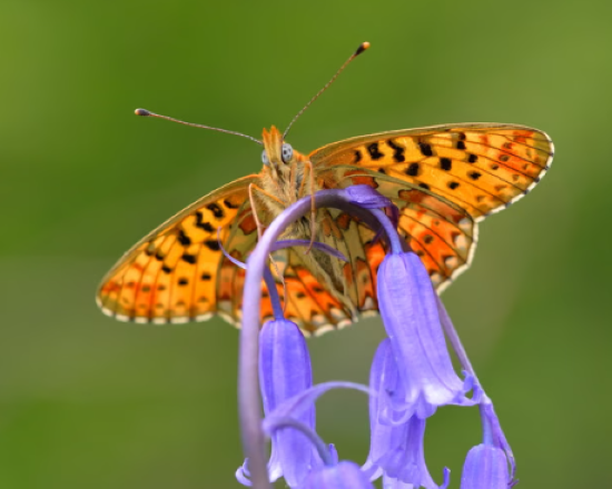 Britanya’da kelebek türlerinin yarısı yok olma riski altında