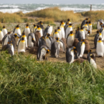 Bir anaokulu öğretmeni ve 200 kral penguenin hikayesi