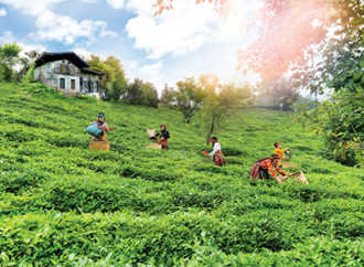 Her Dem Toprak İçin projesiyle sürdürülebilir çay tarımı