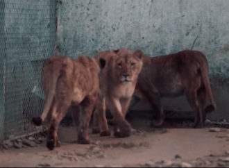 THY bu kez özgürlüğe uçurdu