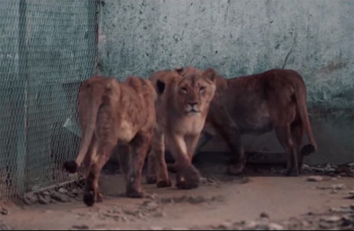 THY bu kez özgürlüğe uçurdu