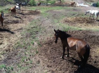 Adalı sivil toplum kuruluşlarından kamuoyuna duyuru