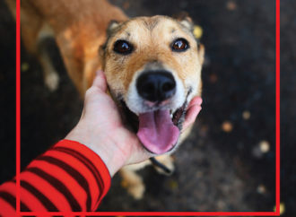 Sahipsiz kalan sokak hayvanlarının maması Aksigorta’dan