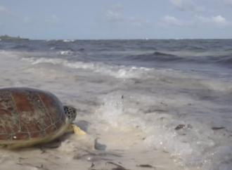Watamu’daki deniz kaplumbağaları mücadelesi