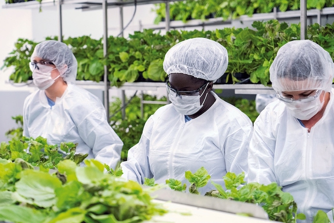 Bitki bazlı koronavirüs aşısı olumlu sonuçlar vaad ediyor