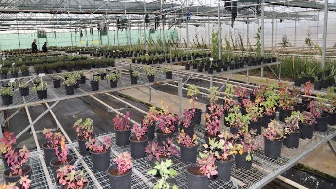 Akşehir Jeotermal AR-GE serasında alternatif ürünler yetişiyor