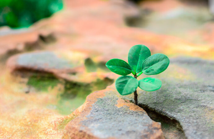 Allianz Türkiye, çevre ve iklim değişikliği hizmeti vermeye başlıyor