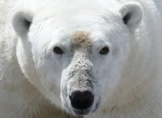 Buzlar eridikçe kutup ayıları açlık tehdidiyle karşı karşıya kalıyor