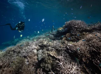 Okyanuslarda iklim değişikliği etkisi: Mercanlar dördüncü kez ağardı