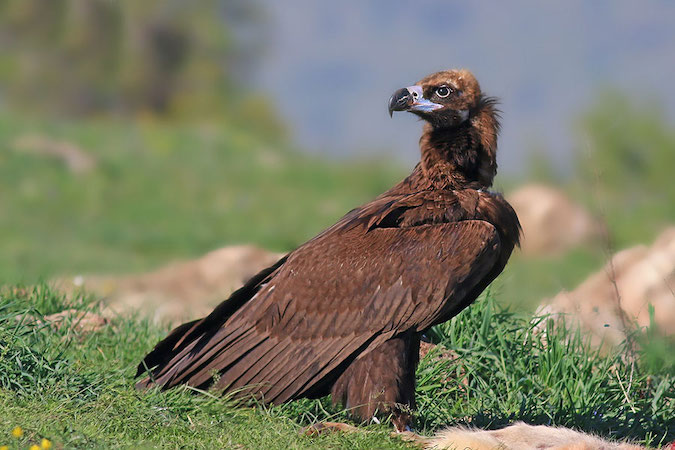 Ardahan ve Kars’ın Suları, meraları maden tehdidi altında