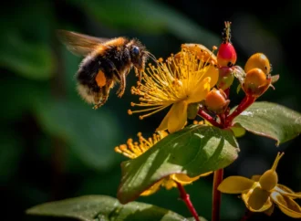 Isınan dünyada serin kalmak için mücadele eden yaban arıları 