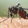 İklim değişikliği sivrisinek kaynaklı bulaşıcı hastalıkları tetikliyor