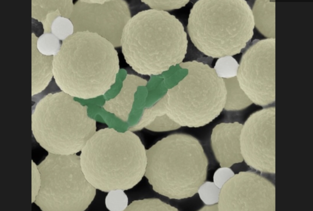 Sulardan bakteri ve mikroplastik toplayan mini robotlar