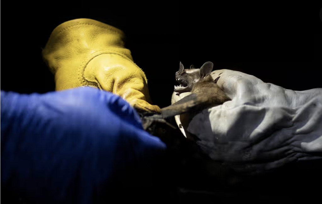 Bulaşıcı hastalık salgınlarının en önemli nedeni biyoçeşitlilik kaybı