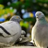 Hayvan hakları savunucularını kızdıran Alman kasabasında güvercilerin öldürülmesine karar verildi