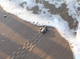 Mavi, Indigo Turtles koleksiyonuyla Caretta Caretta’lara hayat vermeyi sürdürüyor