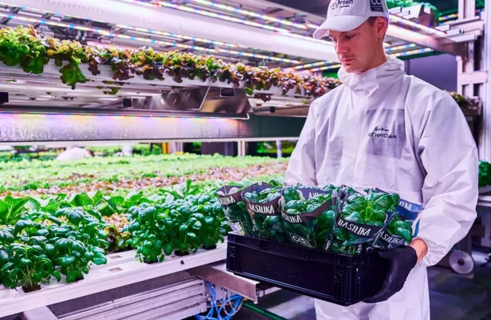 SweGreen: Hidroponik tarım tekniği ve yapay zekâ kullanarak süpermarketlerde taze sebze yetiştiren girişim