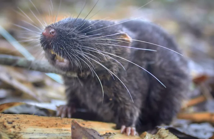 Araştırmacılar Peru’da 27 yeni canlı türü keşfetti
