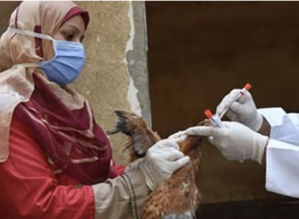 Birleşmiş Milletler Sağlık Ajansı’na göre kuş gribi 5 kıtada 108 ülkede görüldü