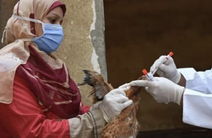 Birleşmiş Milletler Sağlık Ajansı’na göre kuş gribi 5 kıtada 108 ülkede görüldü
