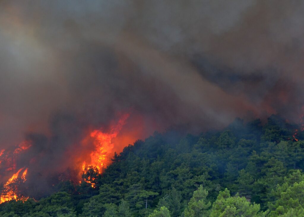 Biliyorsun, Sorumlusun: TEMA Vakfı 2024’ün çevre olaylarını değerlendirdi