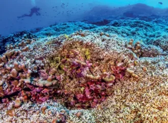 Solomon Adaları’nda uzaydan görülebilen dev bir mercan keşfedildi