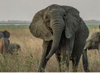 İnsan etkisiyle yaratılan ortamlara yaban hayatının zorunlu uyumu ilginç gelişmelere sahne oluyor