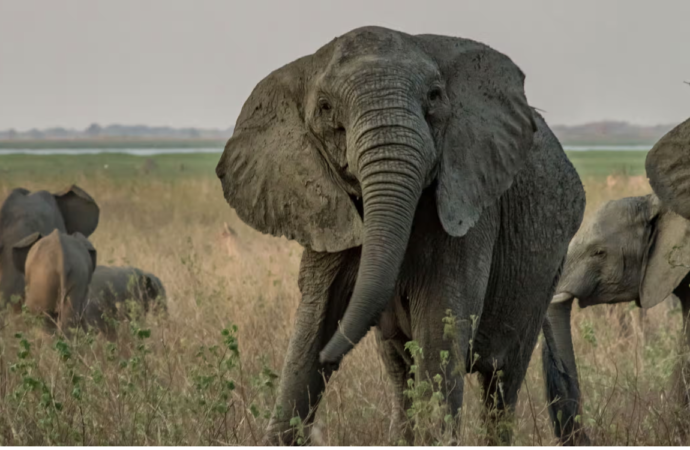 İnsan etkisiyle yaratılan ortamlara yaban hayatının zorunlu uyumu ilginç gelişmelere sahne oluyor