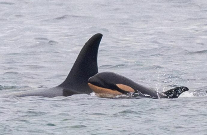 Ölen yavrusunu haftalarca yanında taşıyan yaslı balina, 6 yıl sonra bu davranışı tekrarladı
