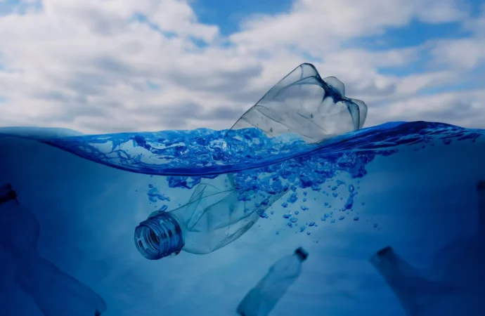 Kalamar kemiği denizlerdeki mikroplastiklerin yüzde 99,8’ini emiyor