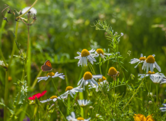 Güneş enerjisi tesislerinde böcek popülasyonları yeniden çoğalıyor