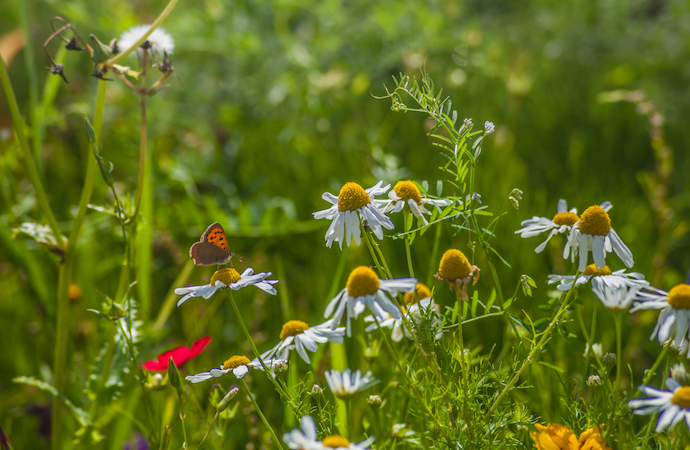 Güneş enerjisi tesislerinde böcek popülasyonları yeniden çoğalıyor