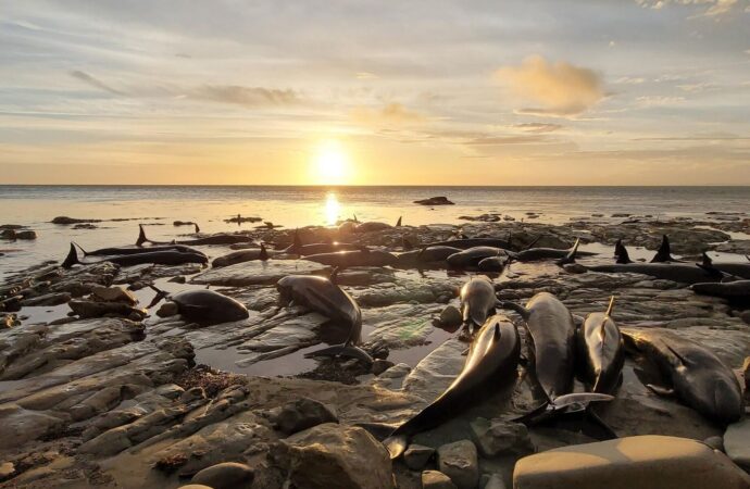 Avustralya plajinda mahsur kalan 90 yunus balığına ötenazi uygulanacak
