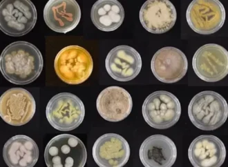 Araştırmacılar plastikleri hızlıca yiyebilen güçlü deniz mantarları yetiştiriyor