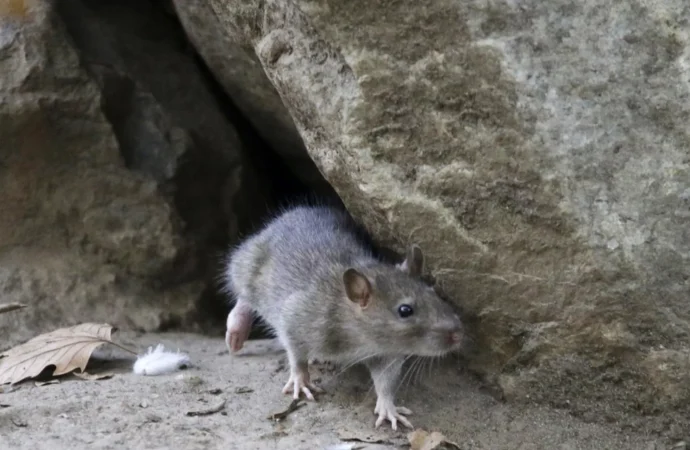 İklim değişikliği nedeniyle Amsterdam, New York ve Toronto’da fare nüfusu arttı