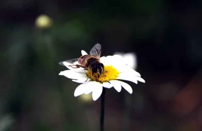 Hayvan ve bitki türlerinde genetik çeşitlilik azalıyor