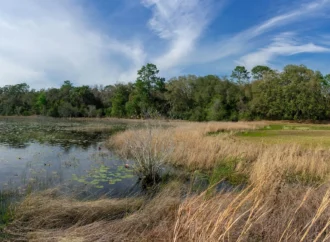 Yeni çalışma: Turbalık alanların yalnızca yüzde 17’si koruma alanlarında yer alıyor