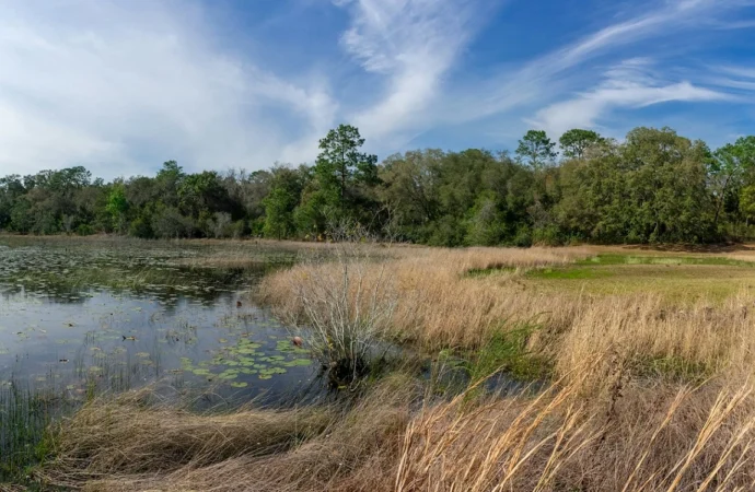 Yeni çalışma: Turbalık alanların yalnızca yüzde 17’si koruma alanlarında yer alıyor