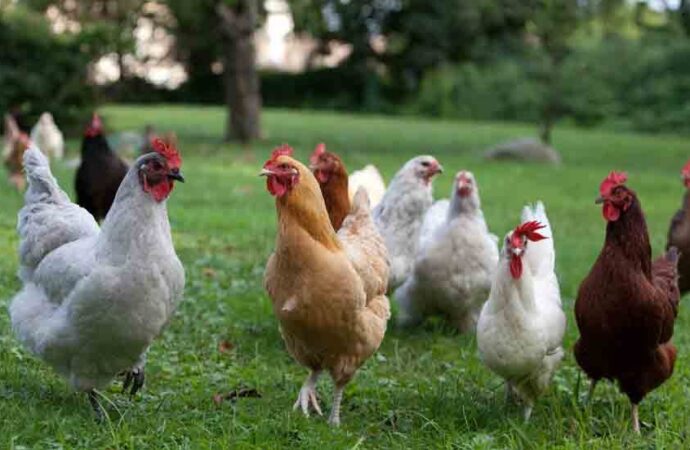 Emekliye ayrılan tavuklar Kıbrıs zeytinliklerini canlandırıyor