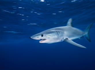 Gökova’daki köpek balığı görüntüleri ile ilgili WWF-Türkiye’den açıklama: Köpek balığı yaşayan deniz sağlıklı denizdir!