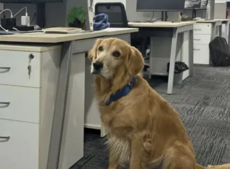 Hintli bir girişim Golden Retriever’ı Mutluluk Müdürü olarak işe aldı