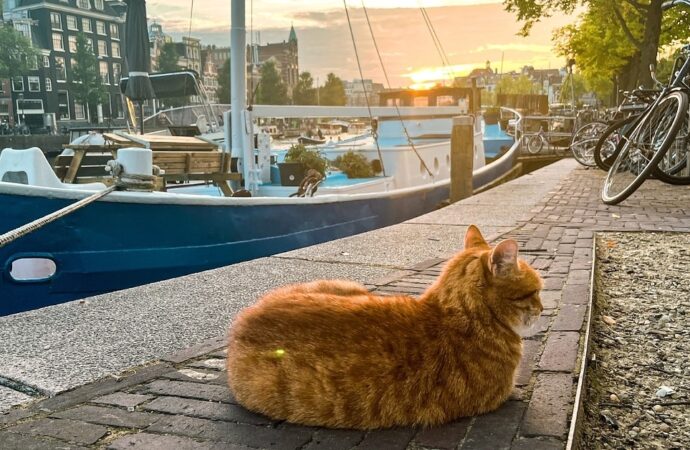 Amsterdam sokak kedileri için kanallara minik merdivenler inşa ediyor