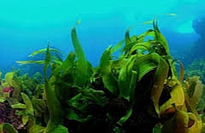 Portekiz’in deniz ormanlarında yapılan araştırma: Yosun, okyanusun gizli karbon deposu 