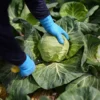 EAT-Lancet Raporu: Sağlıklı beslenme iklim krizine karşı etkili ve 15 milyon ölümü önleyebilir