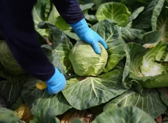 EAT-Lancet Raporu: Sağlıklı beslenme iklim krizine karşı etkili ve 15 milyon ölümü önleyebilir