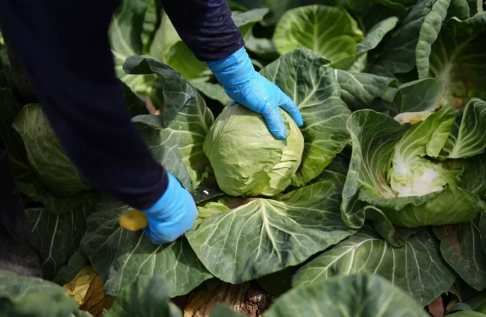 EAT-Lancet Raporu: Sağlıklı beslenme iklim krizine karşı etkili ve 15 milyon ölümü önleyebilir