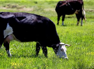 Asparagopsis takviyesi ineklerden kaynaklanan metan gazına dur diyor