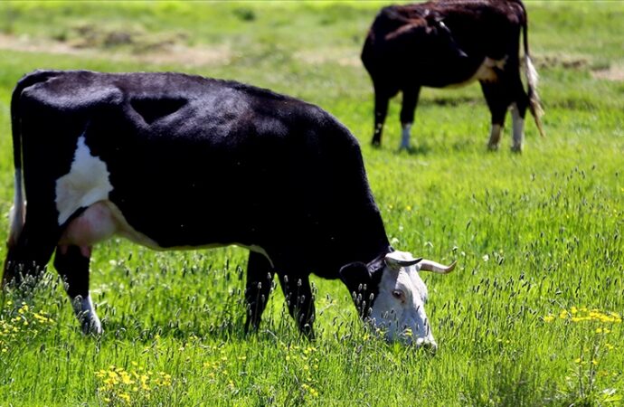 Asparagopsis takviyesi ineklerden kaynaklanan metan gazına dur diyor