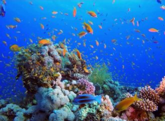 Coral Vita: Dünyanın solan resiflerini yeniden canlandıran çiftlik