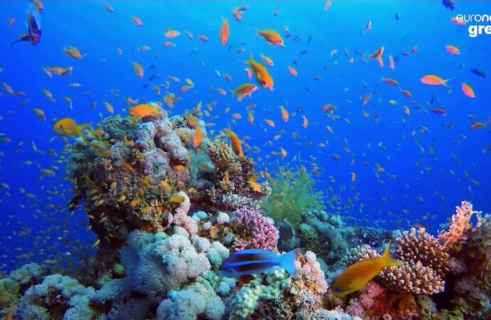 Coral Vita: Dünyanın solan resiflerini yeniden canlandıran çiftlik